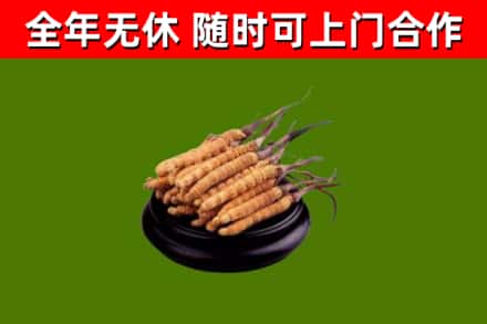 裕安区烟酒回收冬虫夏草.jpg